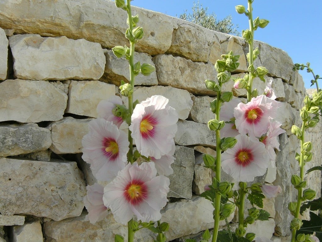 fleur